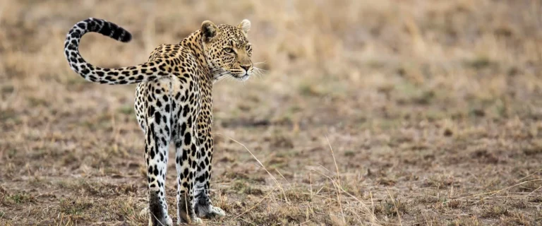 11-Days-Safari-trip-Tanzania-Zanzibar-1920x800