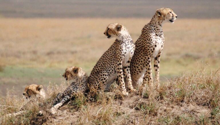 4 Days Tarangire, Serengeti & Ngorongoro Safari