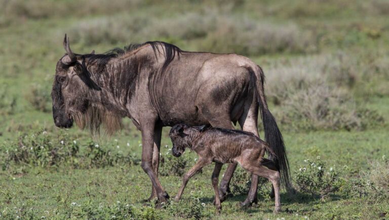 6 Days The Wildebeest Calving Season