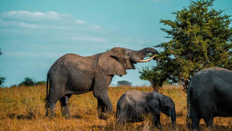 7 Days Northern Tanzania Safari Adventure