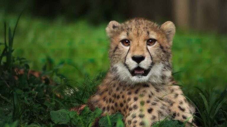 4-Day Safari Tarangire Serengeti & Ngorongoro Crater